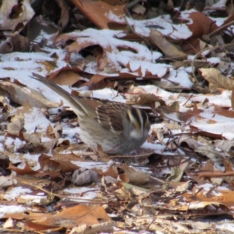 White-throated Sparrow - ML646355143