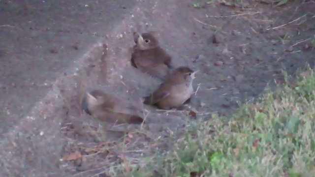 Chochín Criollo Norteño - ML646355145