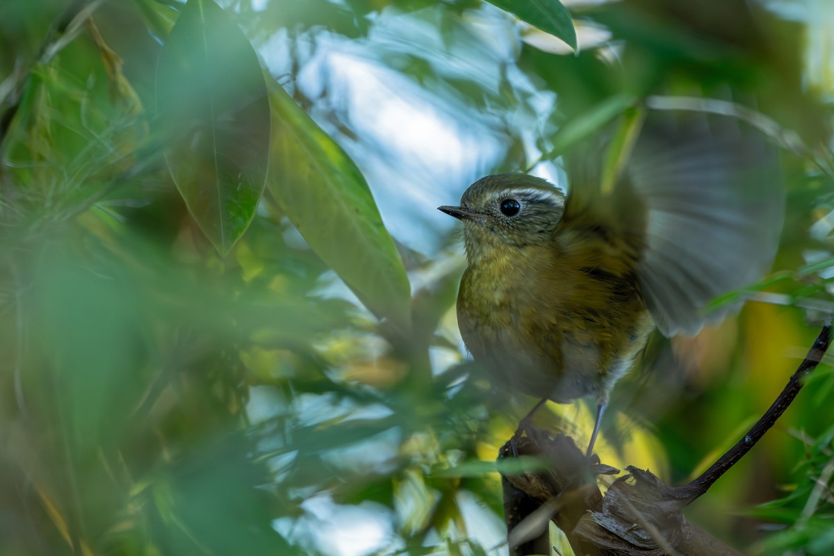 キクチヒタキ - ML646355160