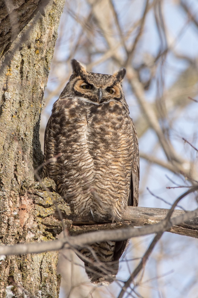 Great Horned Owl - ML646355163