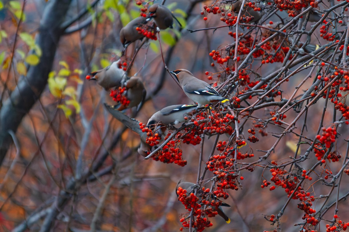 Bohemian Waxwing - ML646355170