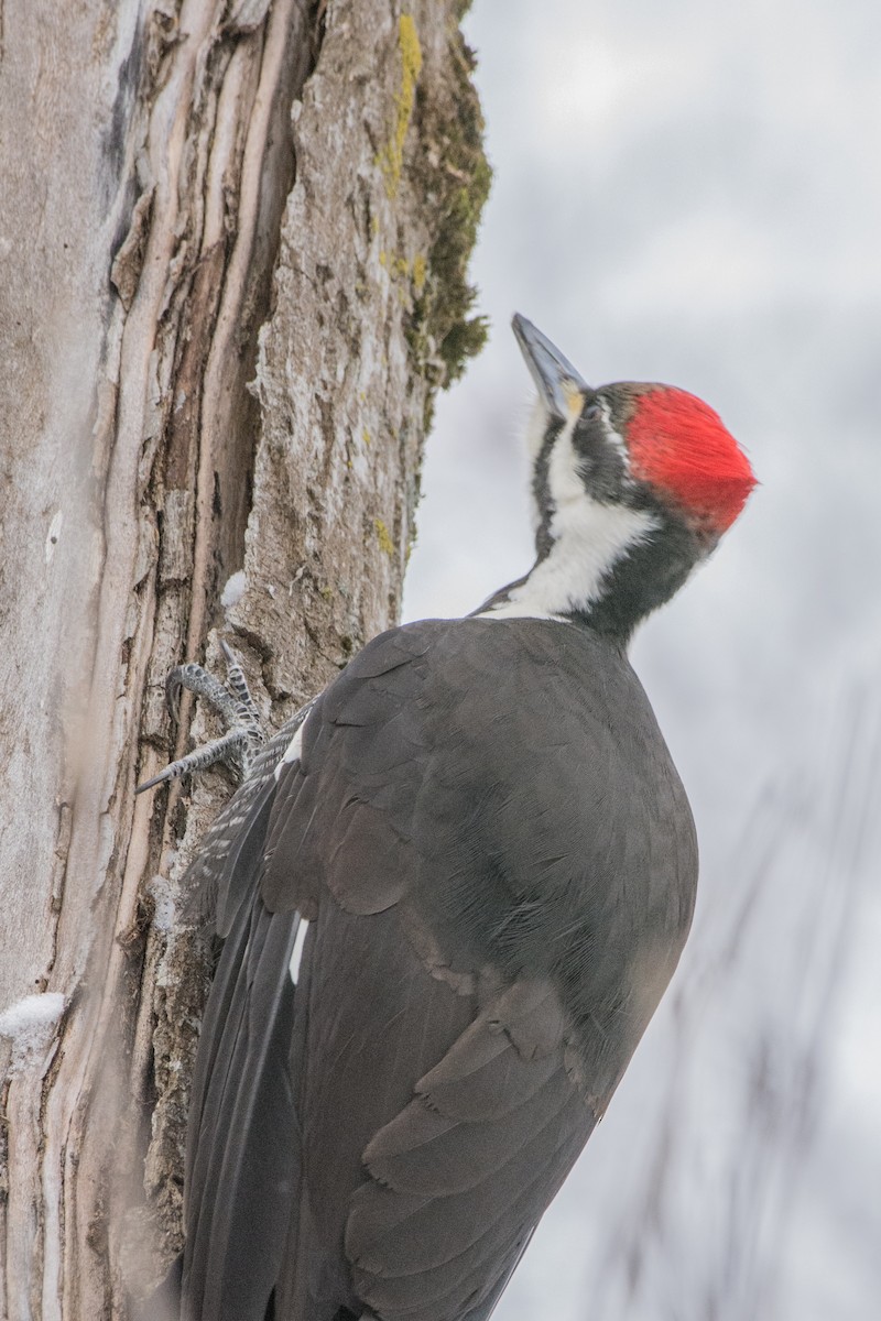 Pileated Woodpecker - ML646355179