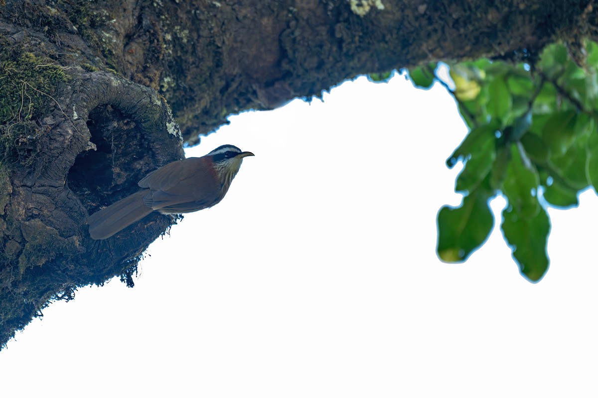 ヒメマルハシ - ML646355180