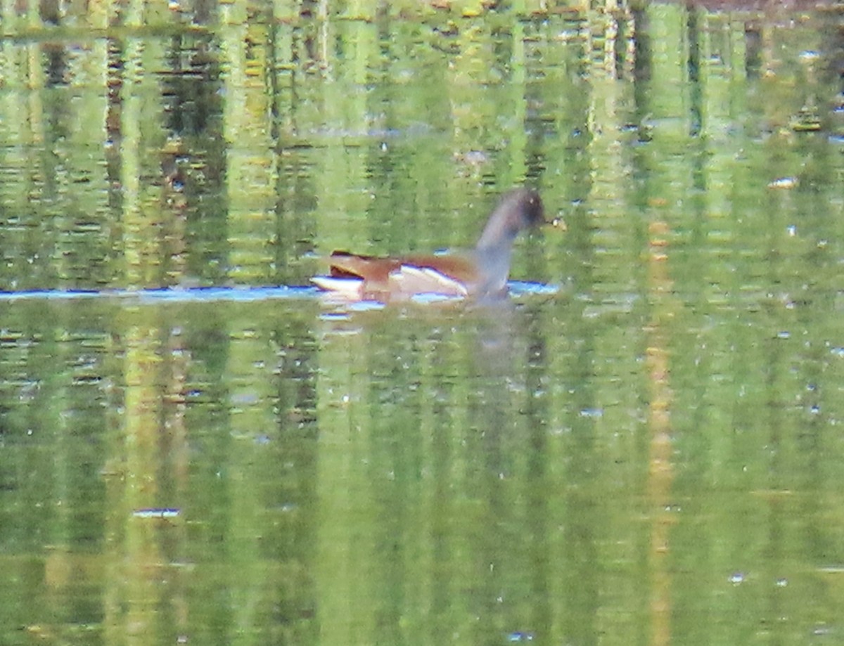 סופית אמריקנית - ML646355181