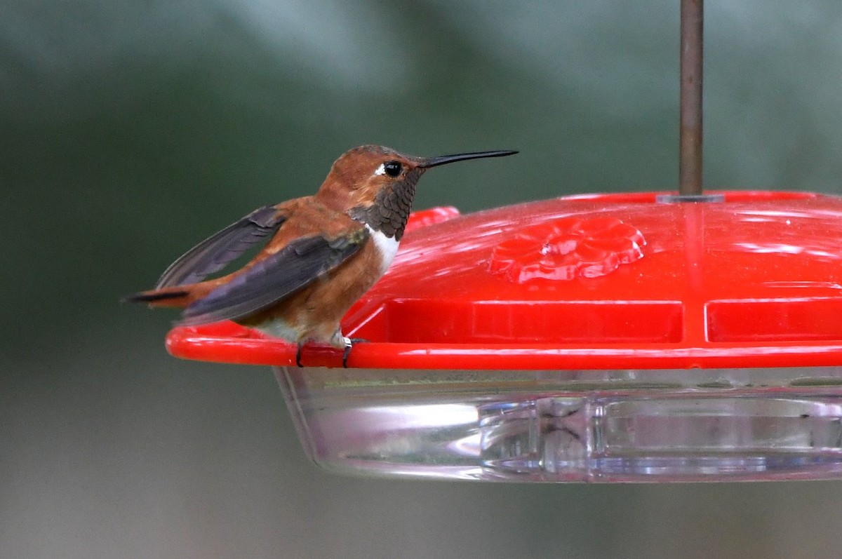 Rufous Hummingbird - ML646355186