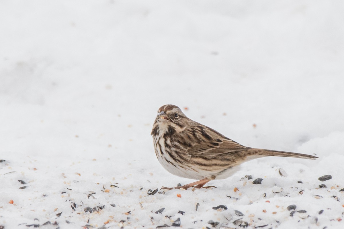 Song Sparrow - ML646355187
