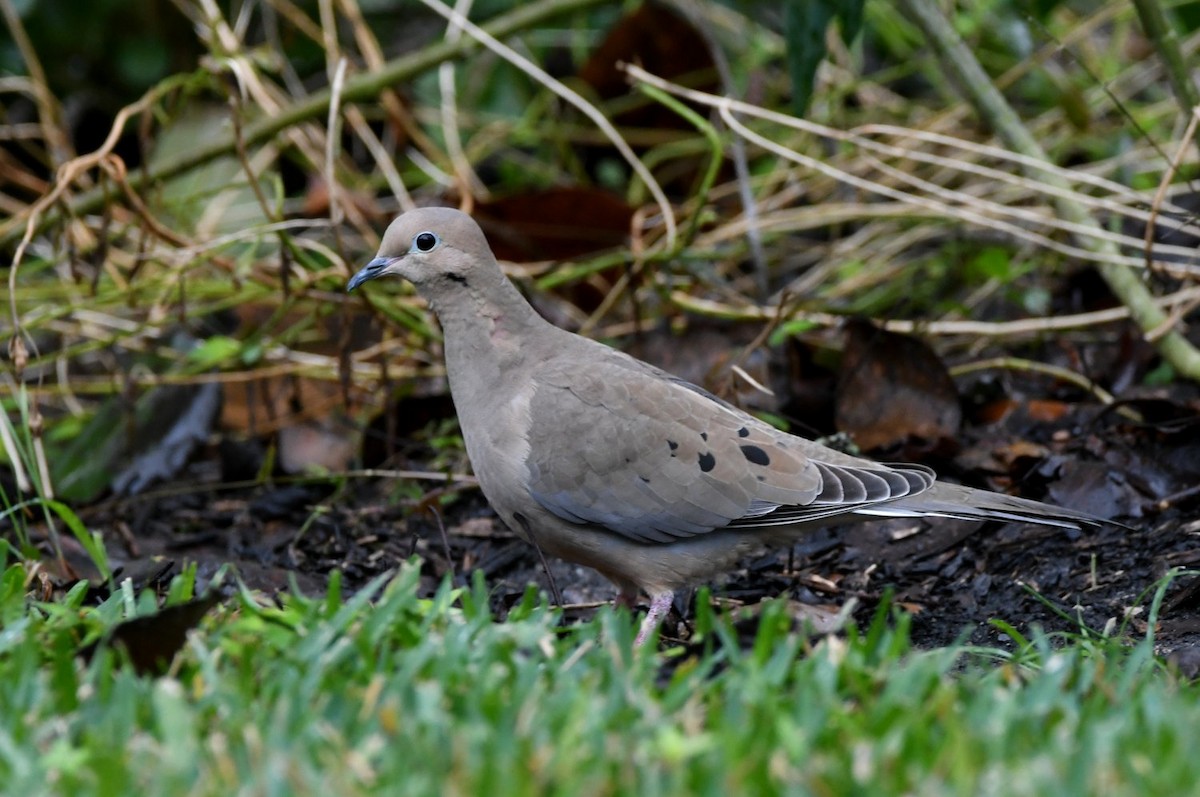 Mourning Dove - ML646355189