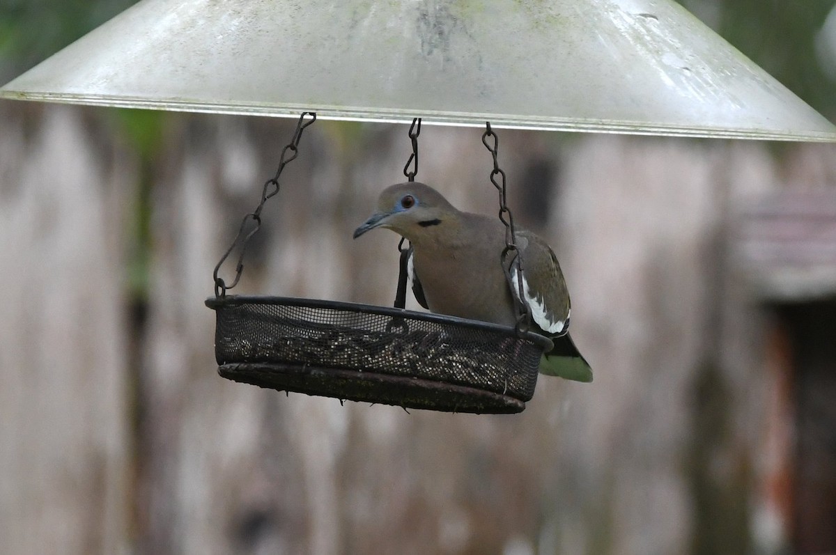 Ak Kanatlı Kumru - ML646355190