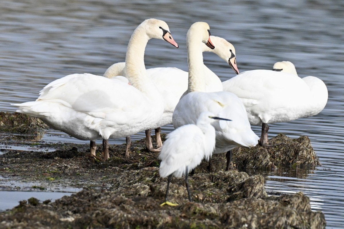 疣鼻天鵝 - ML646355191