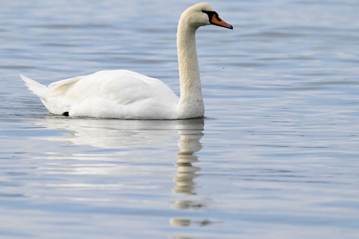 疣鼻天鵝 - ML646355192