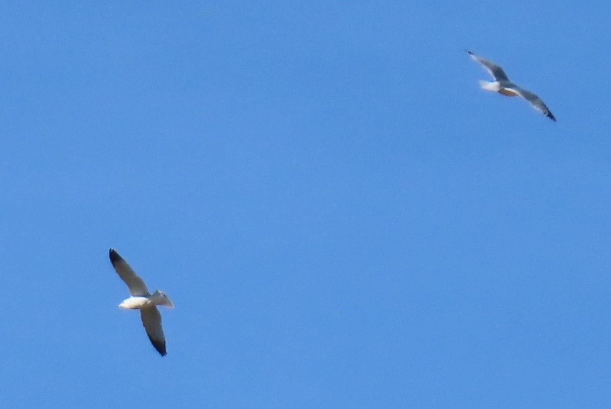 California Gull - ML646355199
