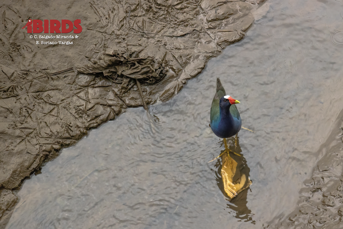 Малая султанка - ML646355202