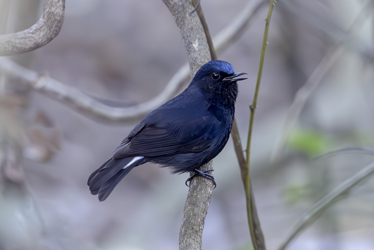 White-tailed Robin - ML646355205