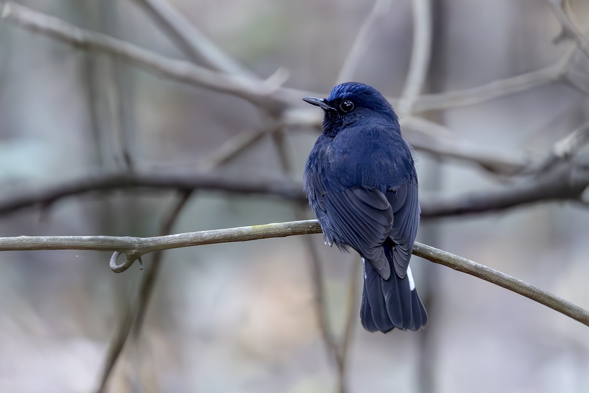 White-tailed Robin - ML646355206