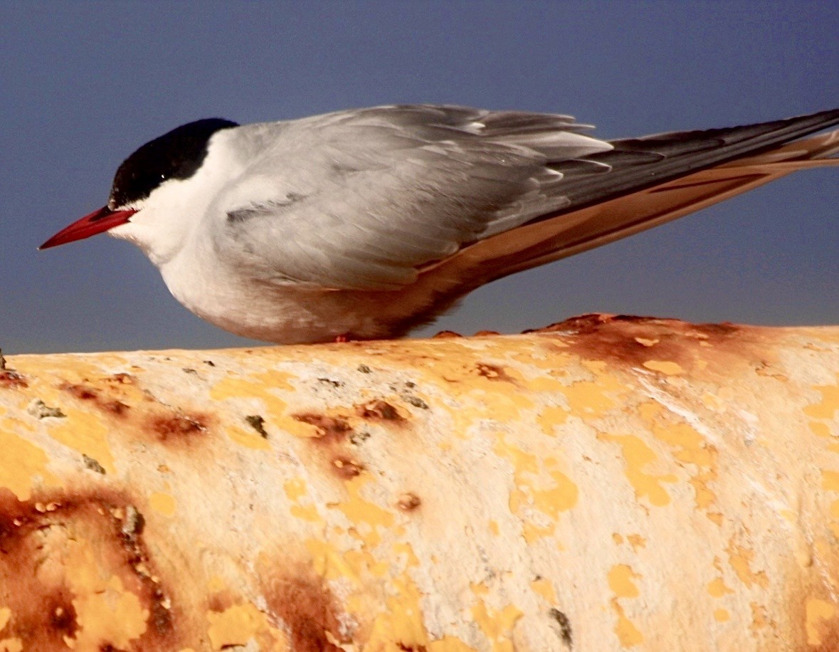 Sterna codalunga - ML646355207