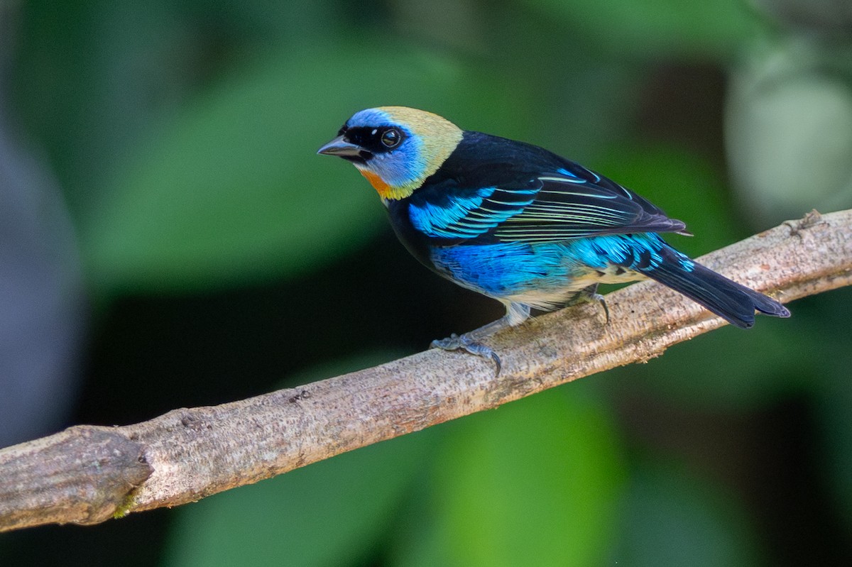 Golden-hooded Tanager - ML646355210