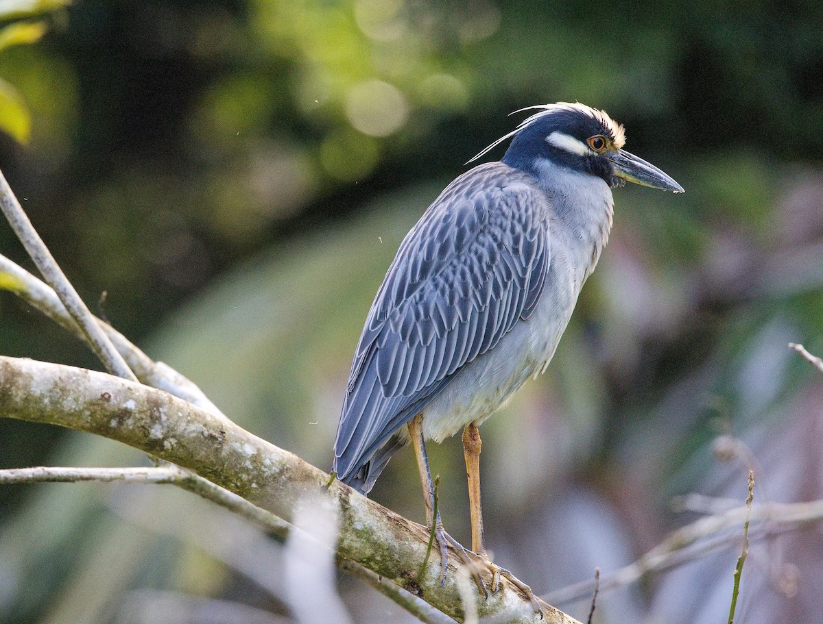אנפת לילה צהובת-כיפה - ML646355214