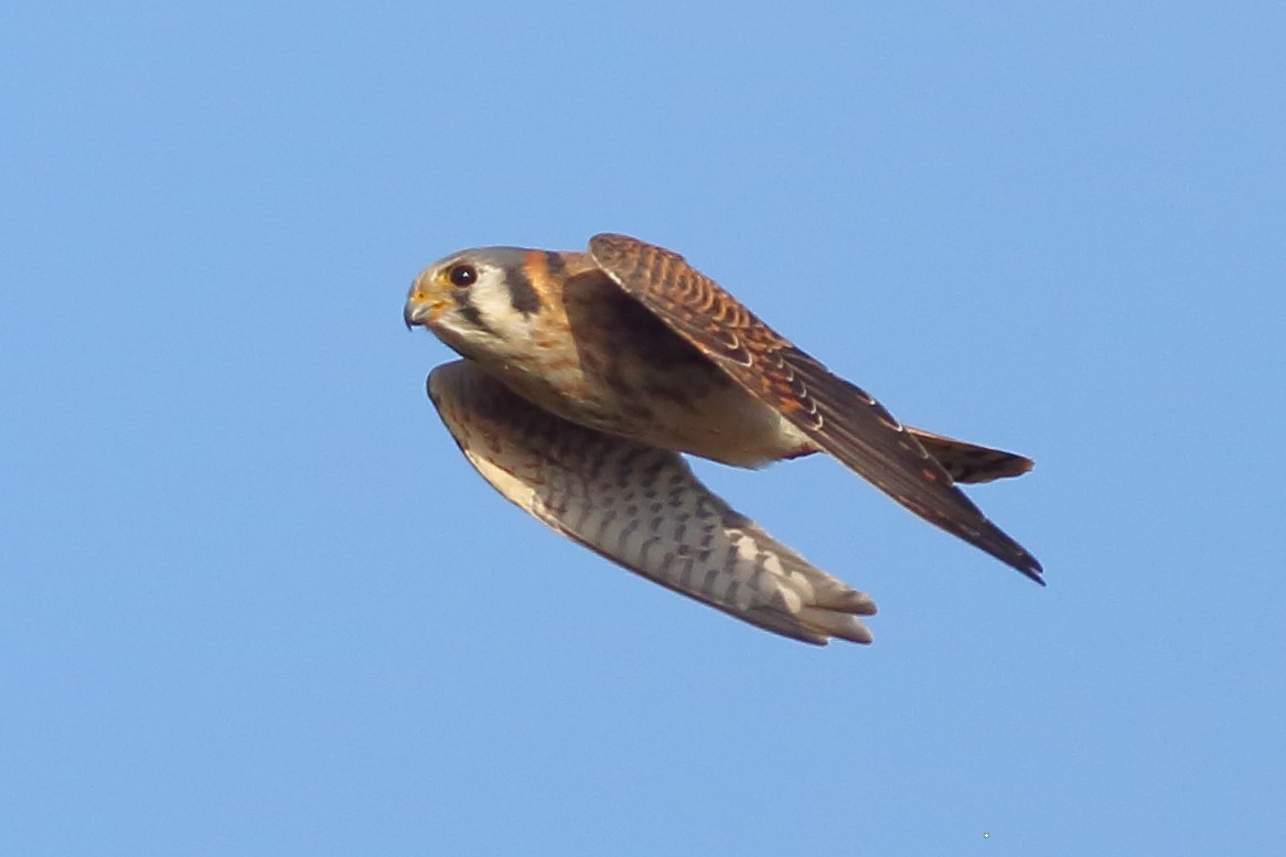 American Kestrel - ML646355216