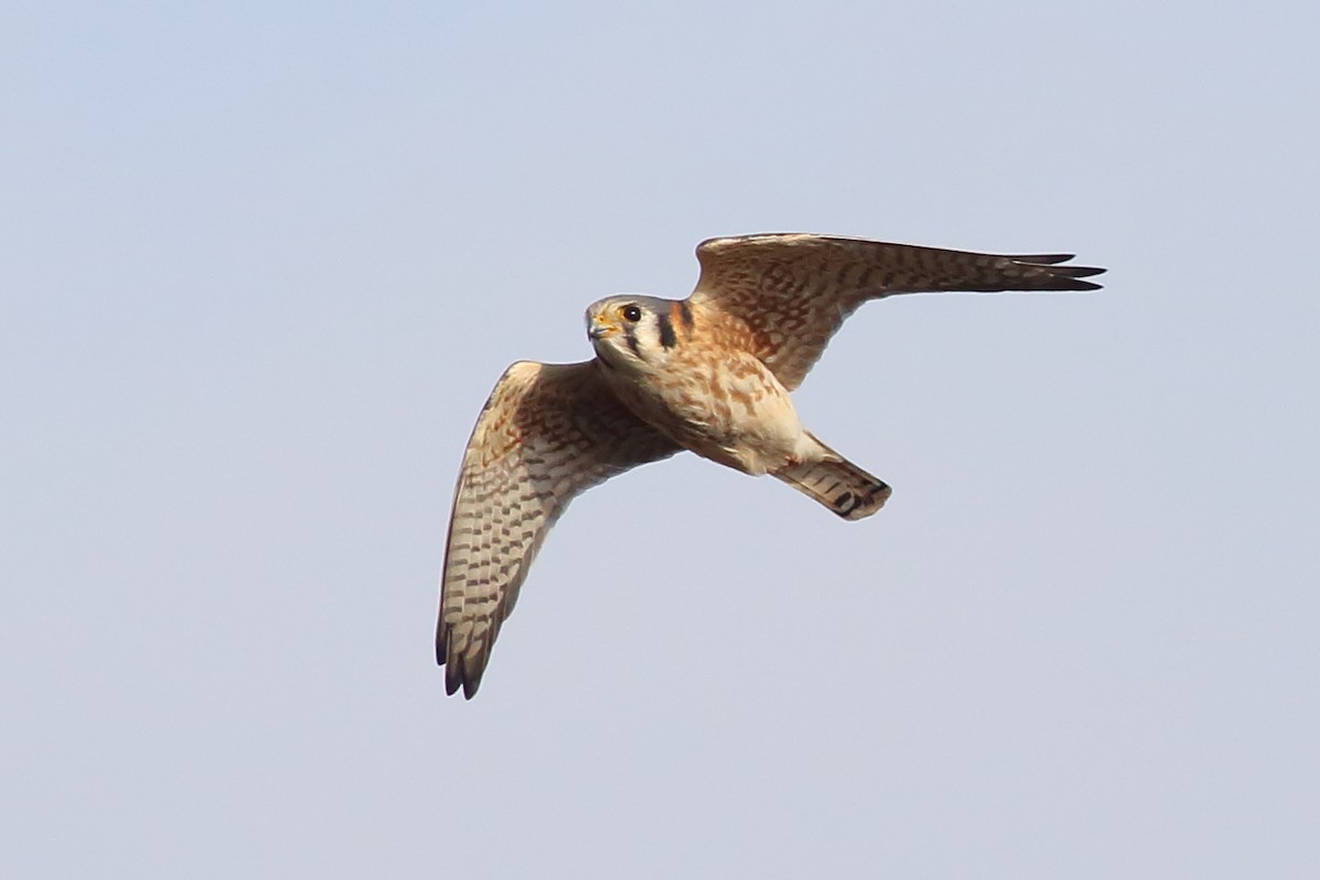 American Kestrel - ML646355219