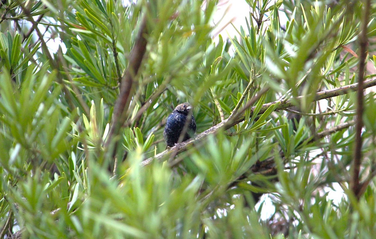 Blue-black Grassquit - ML646355225