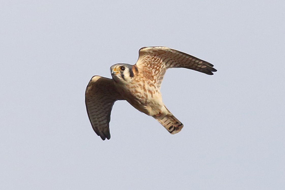 American Kestrel - ML646355226
