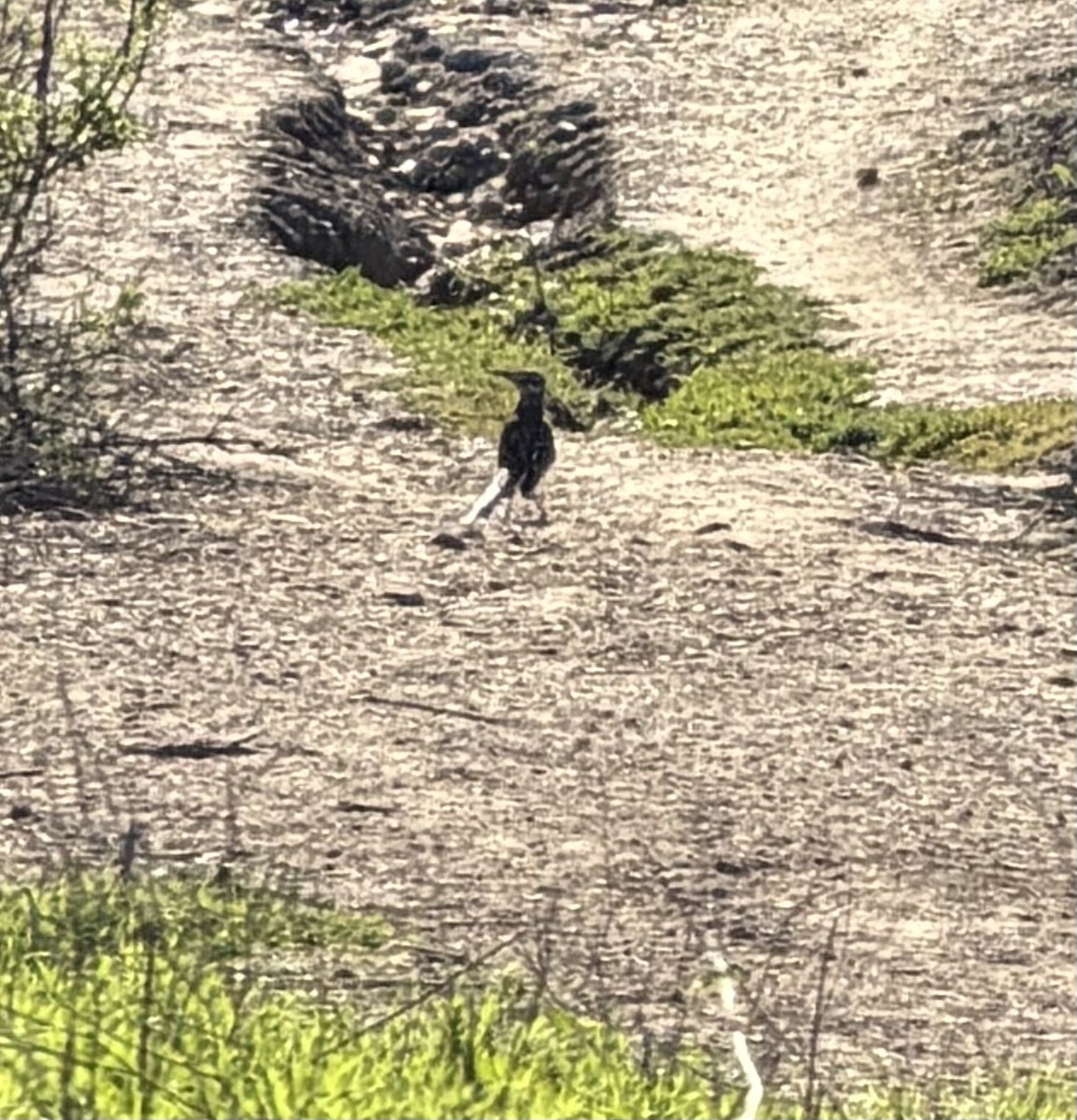 storløpegjøk - ML646355227