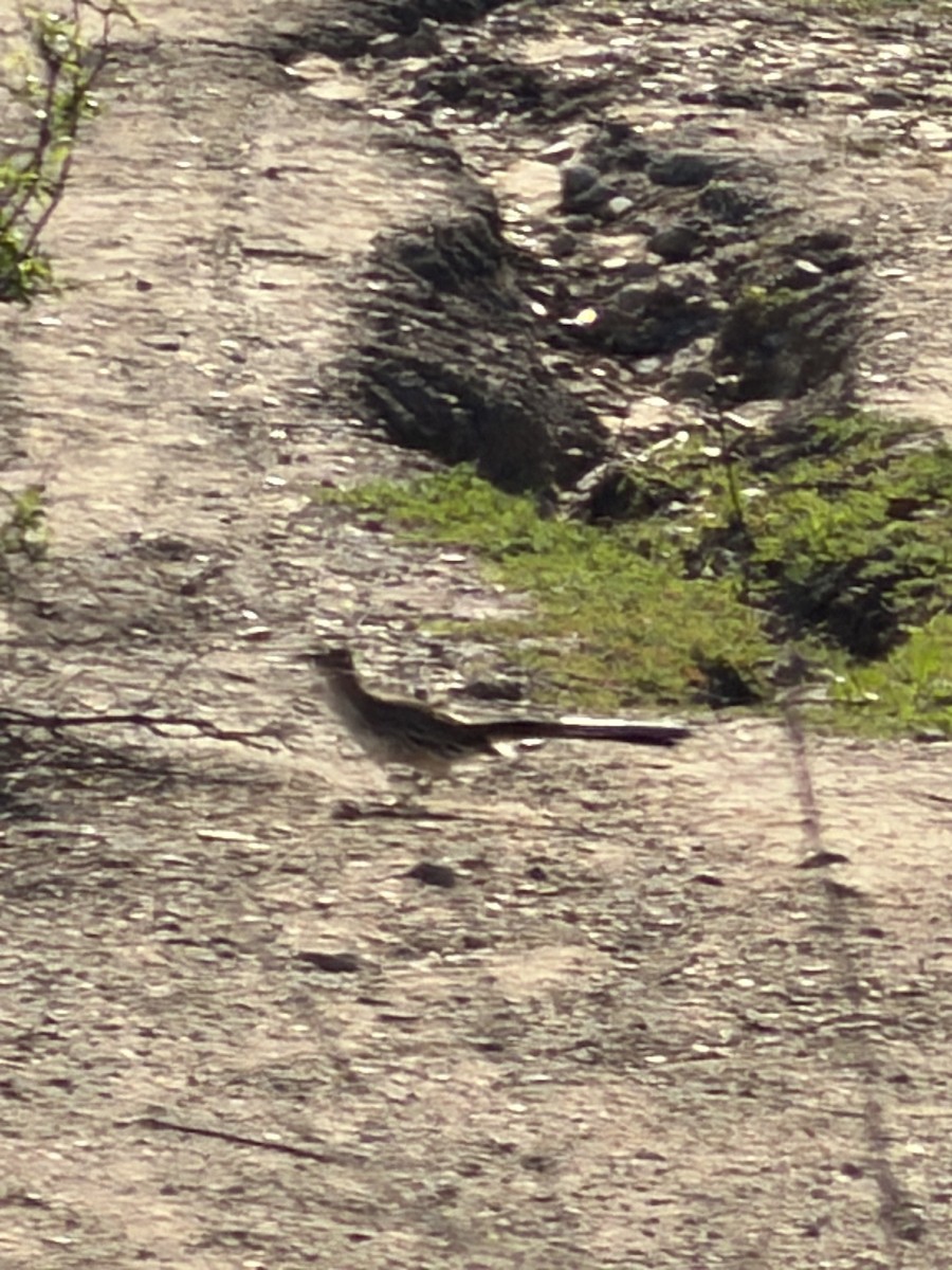 storløpegjøk - ML646355228