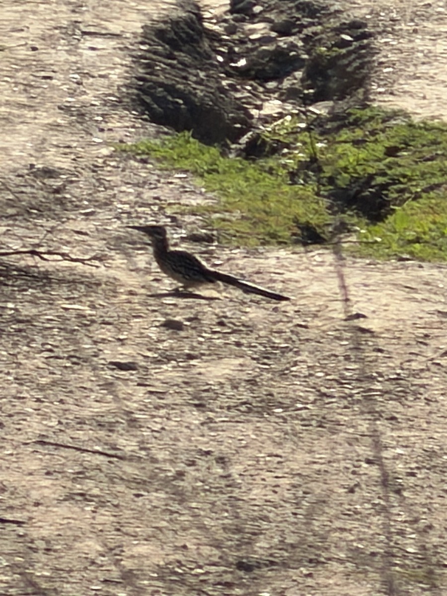 storløpegjøk - ML646355229