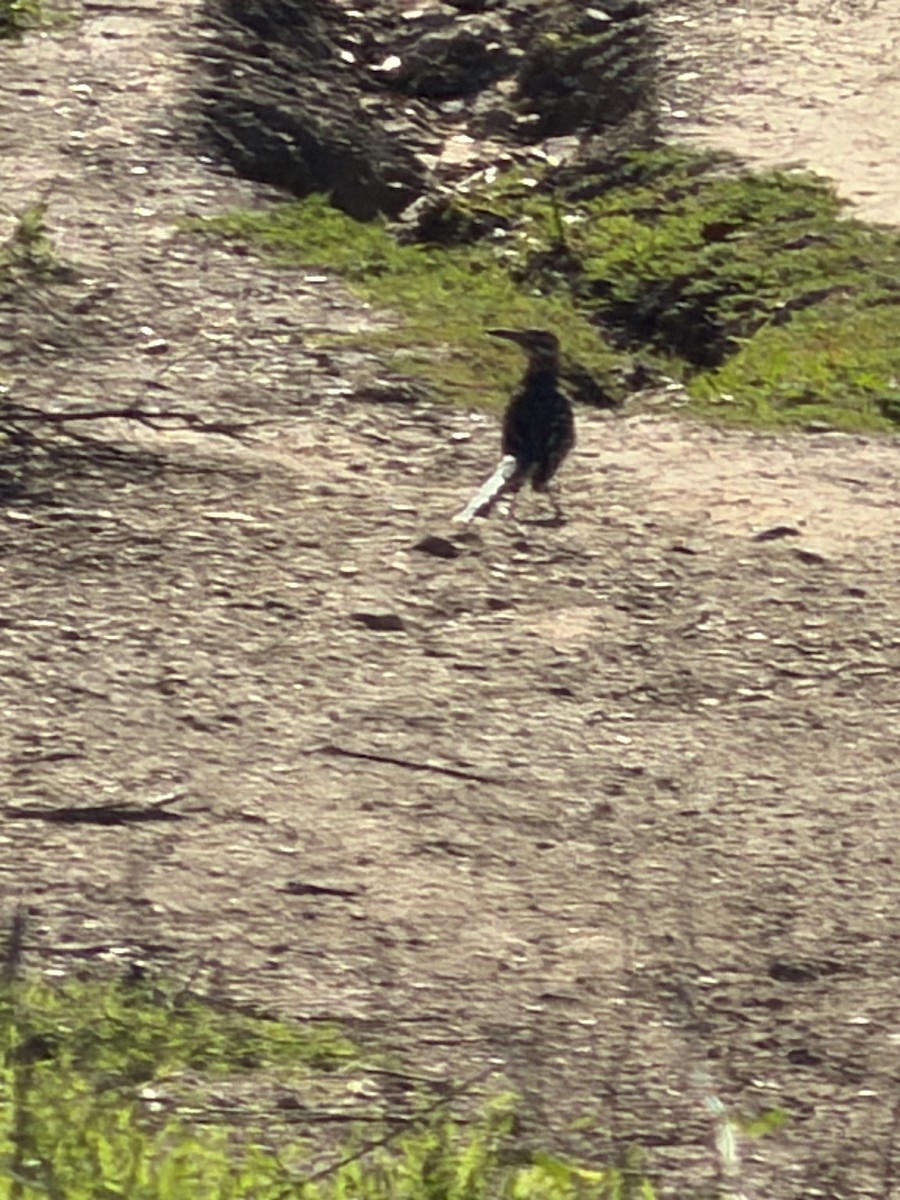 storløpegjøk - ML646355230