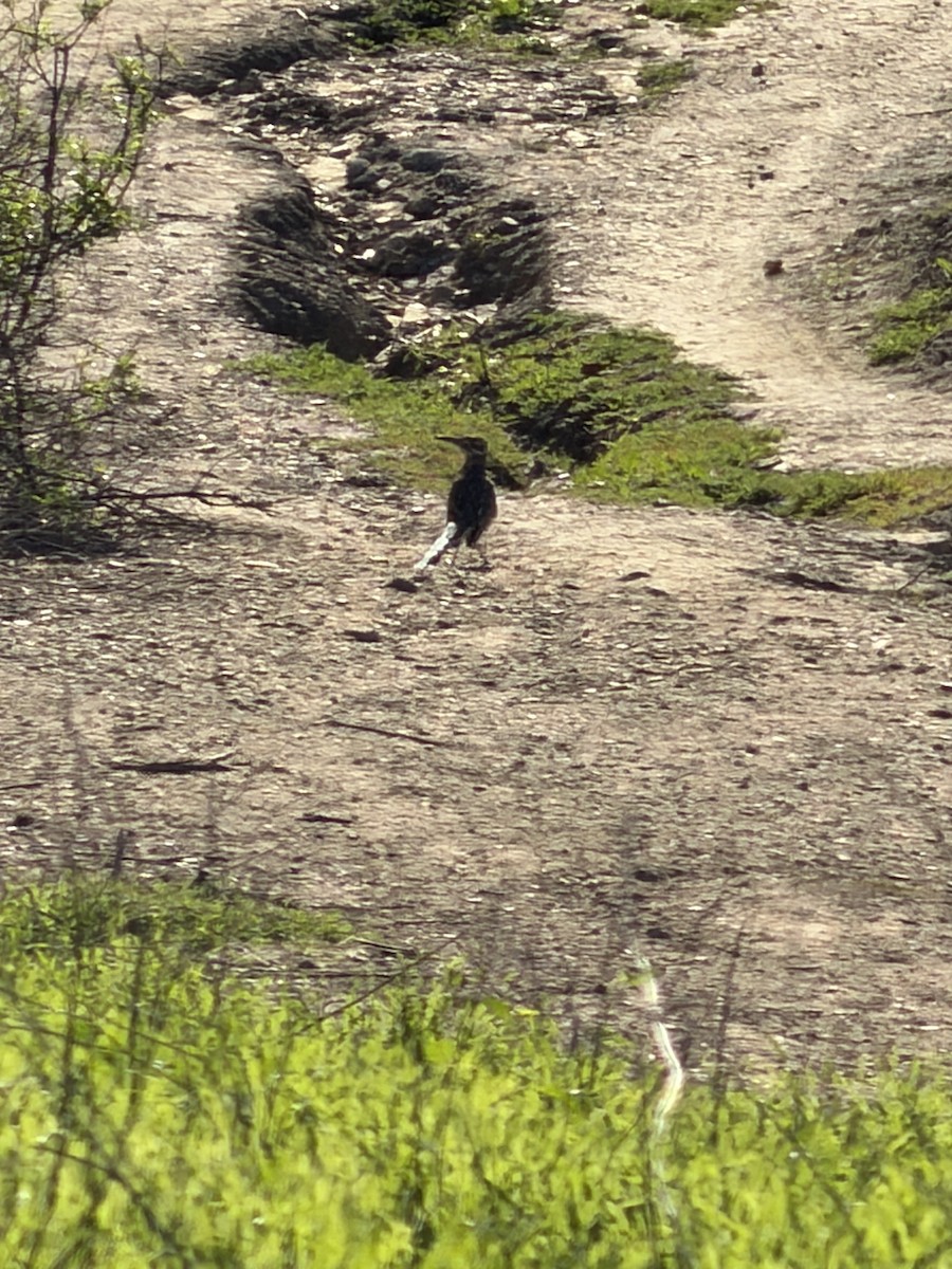 storløpegjøk - ML646355231