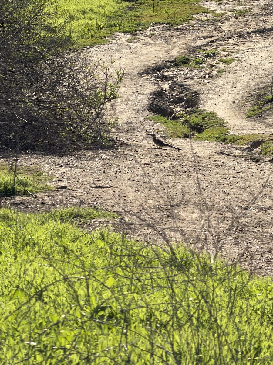 storløpegjøk - ML646355232