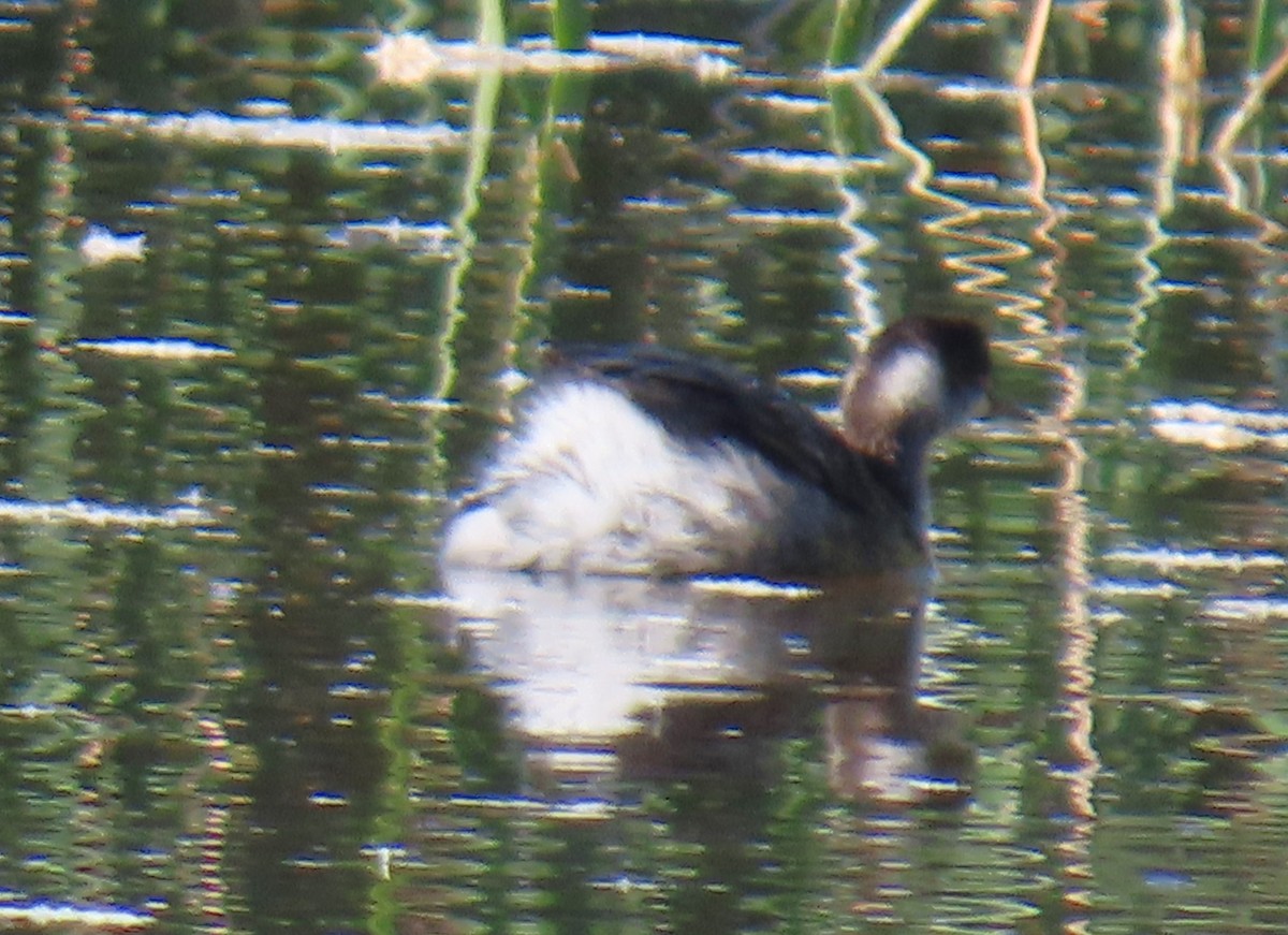 potápka černokrká - ML646355233