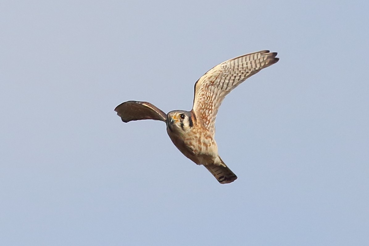 American Kestrel - ML646355234