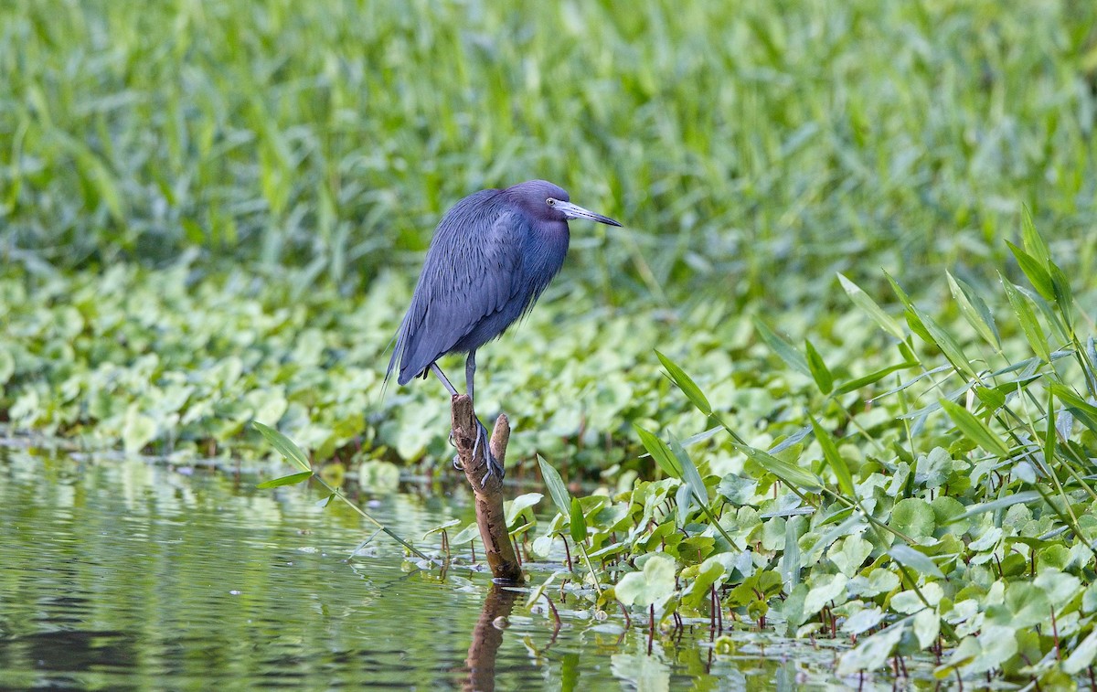 Little Blue Heron - ML646355235