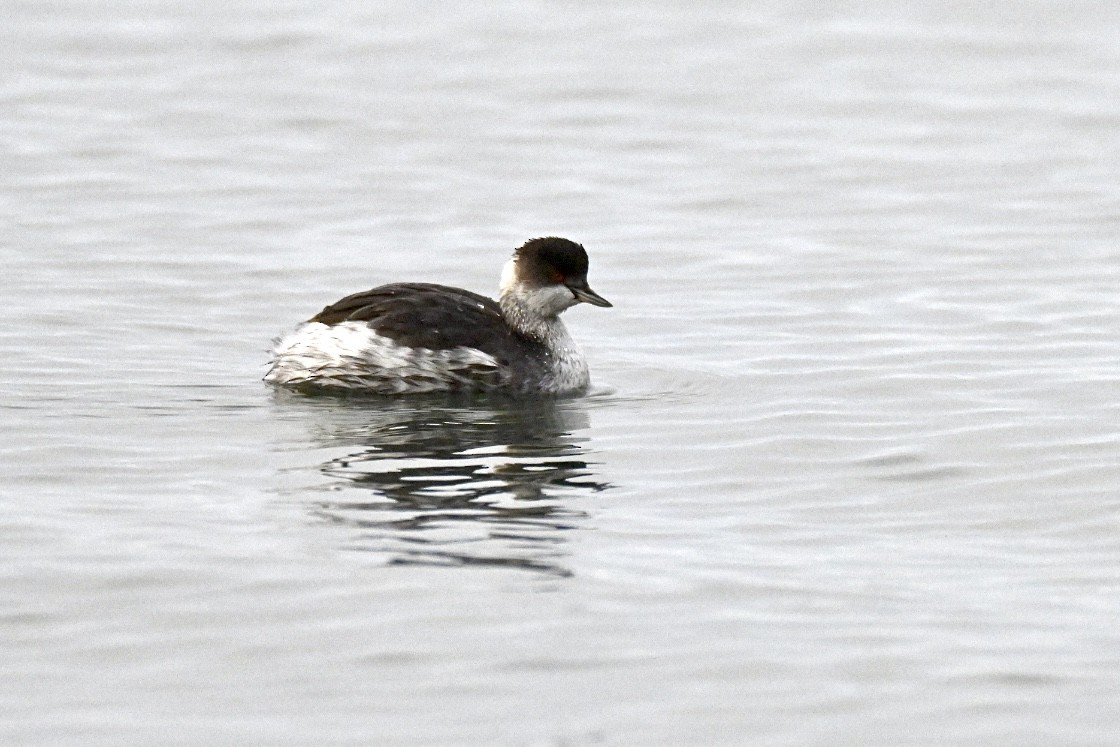 potápka černokrká - ML646355236