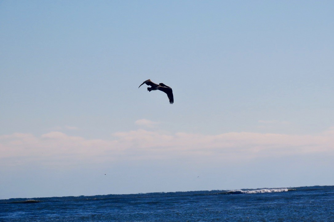 Brown Pelican - ML646355237
