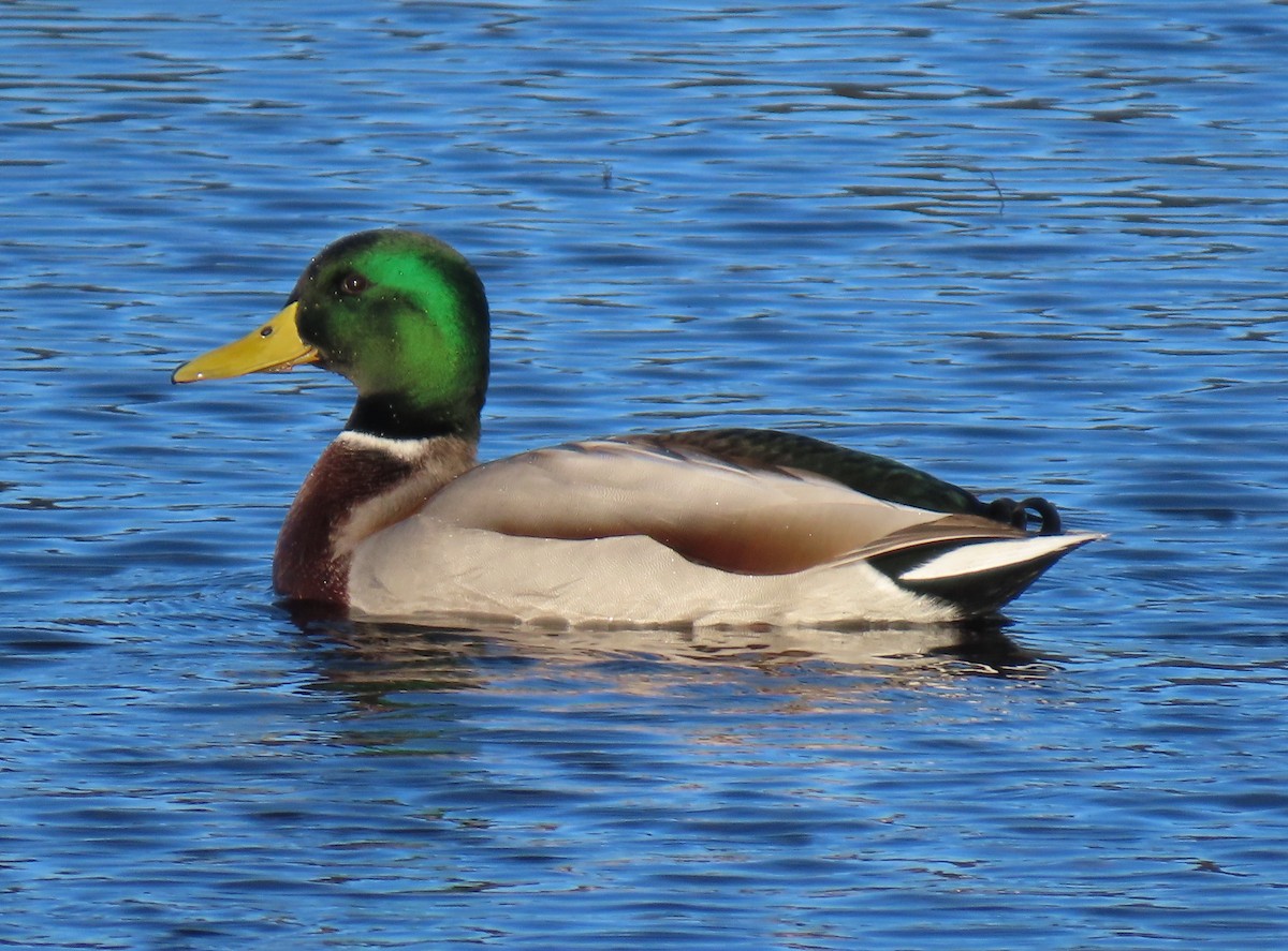Mallard - ML646355238