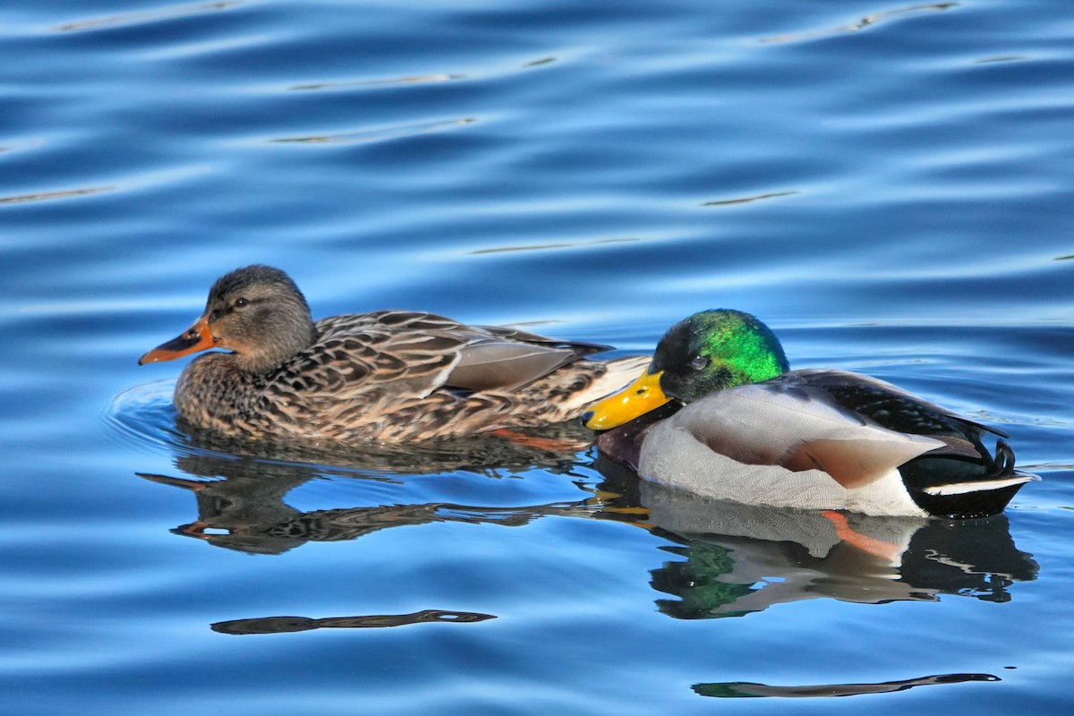 マガモ - ML646355257