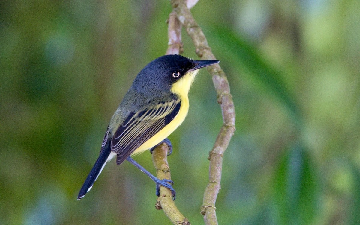 Common Tody-Flycatcher - ML646355264