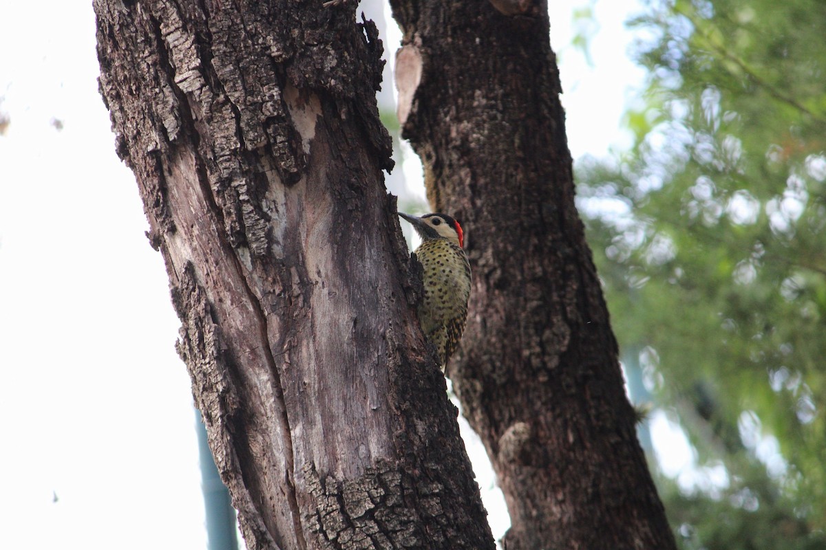 datel mravenčí - ML646355266