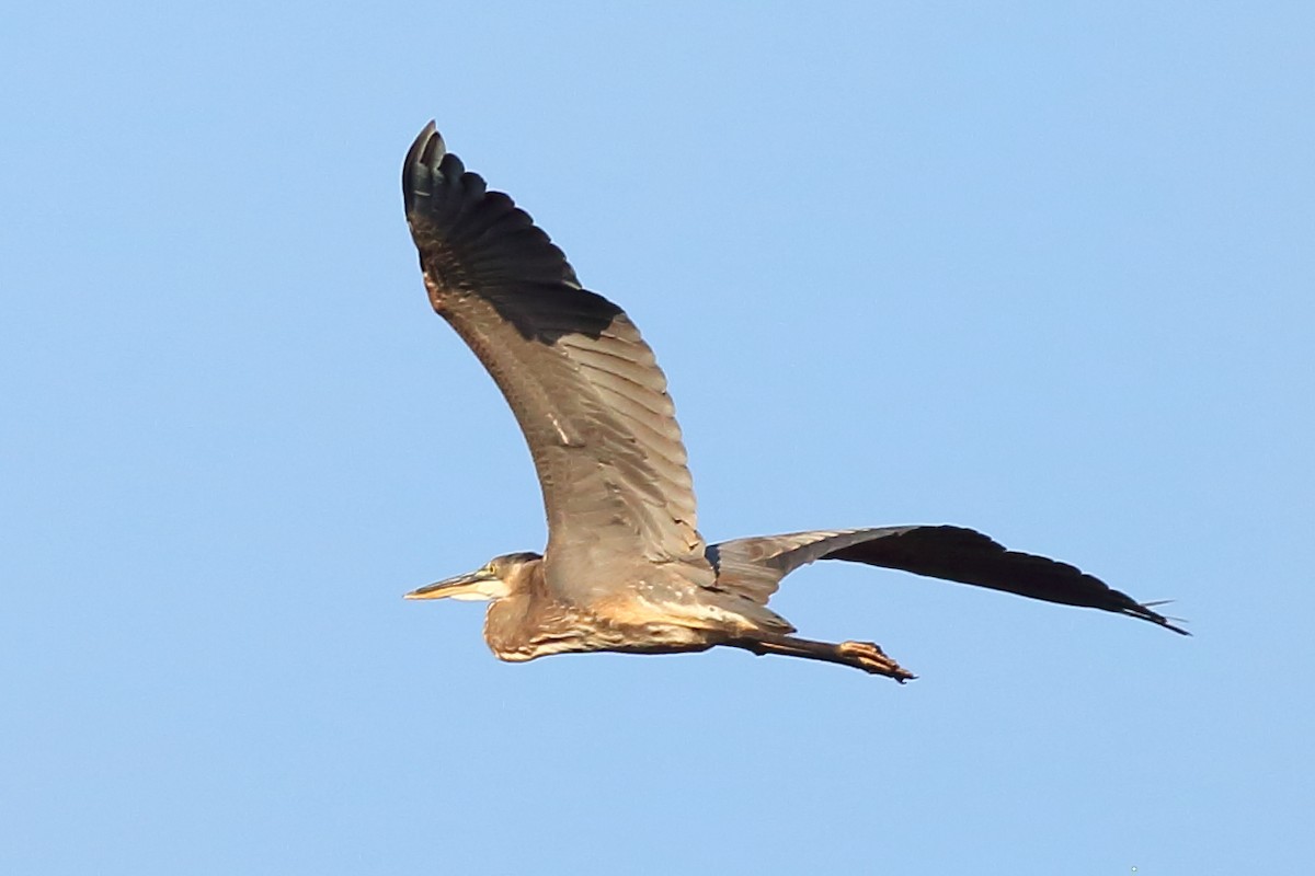 Great Blue Heron - ML646355267
