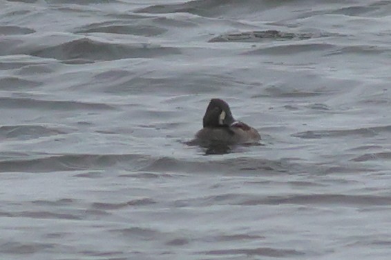 Ring-necked Duck - ML646355272