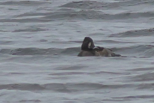 Ring-necked Duck - ML646355273