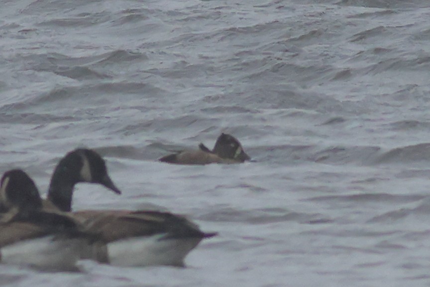 Ring-necked Duck - ML646355274