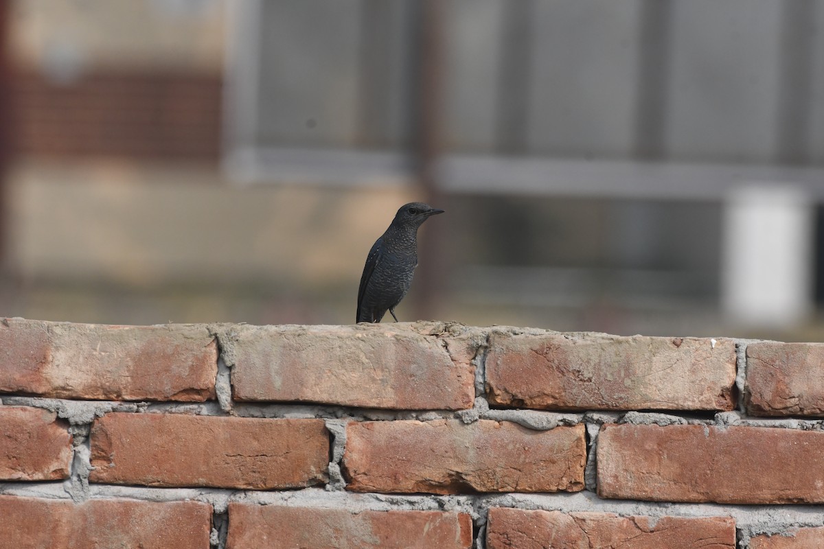 Roquero Solitario - ML646355277