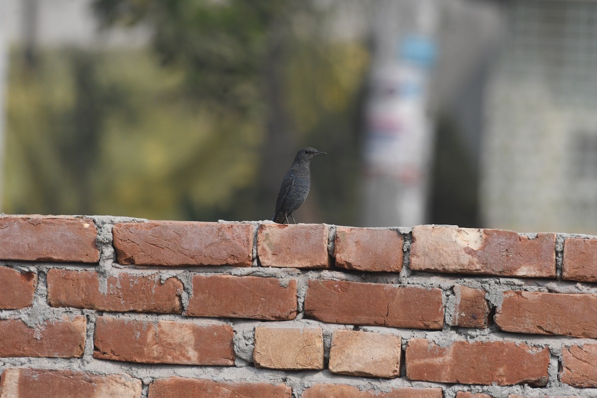 Roquero Solitario - ML646355278