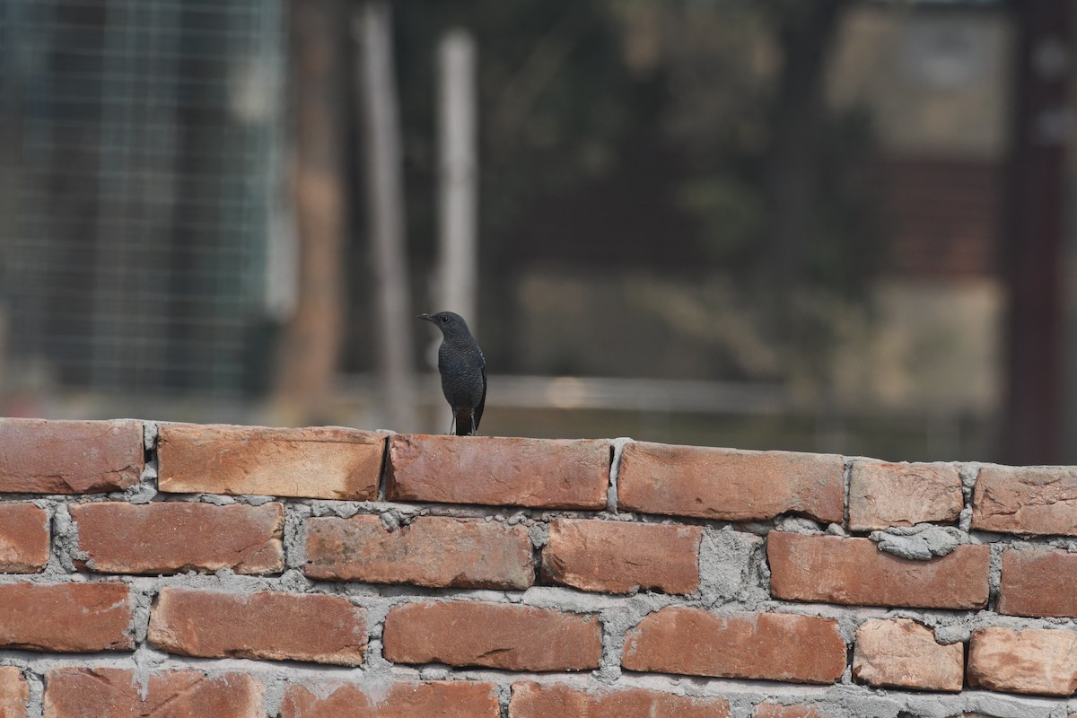 Roquero Solitario - ML646355279