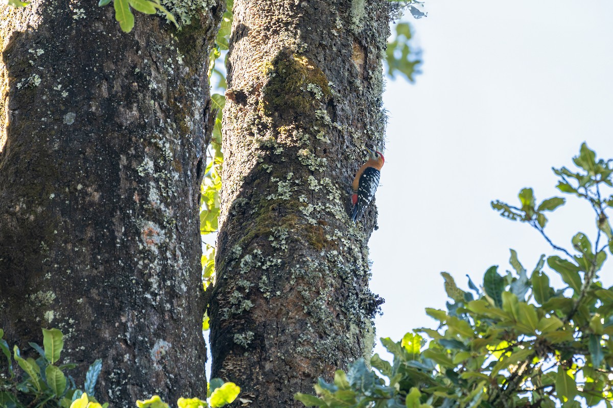 チャバラアカゲラ - ML646355284