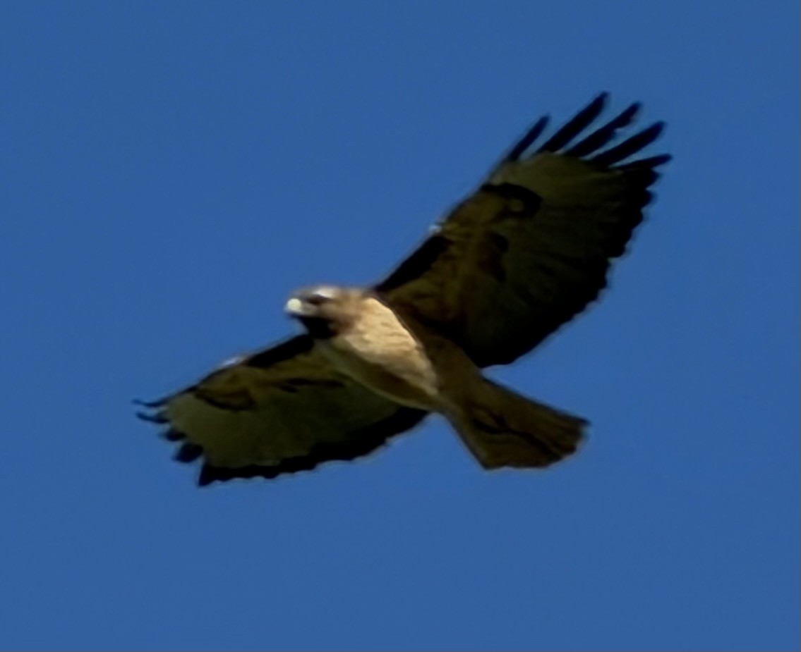 rødstjertvåk - ML646355285