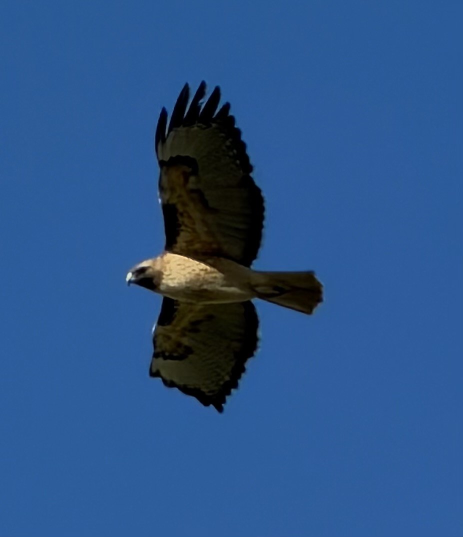 rødstjertvåk - ML646355286